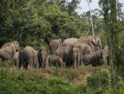 Gawat! Kawanan Gajah Liar Kembali Usik Kenyamanan Warga Tuguratu