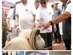 Diskanak Kabupaten Bogor Perkenalkan Varian Domba dan Kambing Melalui Festival Ternak Domba Kambing dan Seni Ketangkasan Domba
