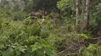 Seorang Petani Lampung Timur Selamat Dari Serangan Gajah Liar